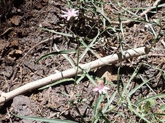 Stephanomeria lactucina