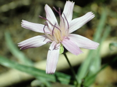 Stephanomeria lactucina