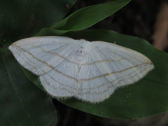 Ditrigona conflexaria