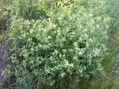 Baptisia nuttalliana