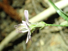 Stephanomeria lactucina