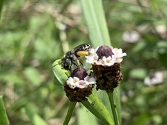 Calliopsis