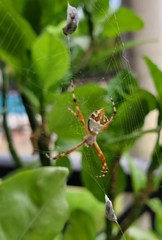 Argiope argentata
