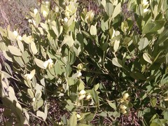 Baptisia nuttalliana