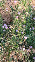Oenothera speciosa