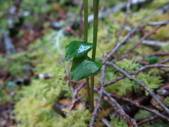 Adenochilus gracilis