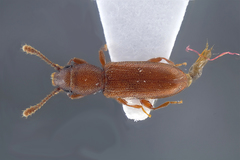 Silvanus unidentatus