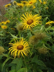 Inula hookeri
