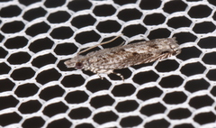 Holocola thalassinana