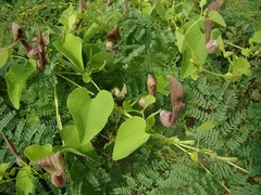 Aristolochia argentina