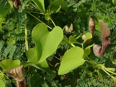 Aristolochia argentina
