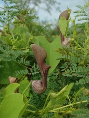 Aristolochia argentina