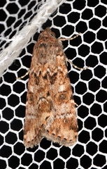 Heliothis punctifera