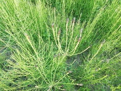 Equisetum palustre