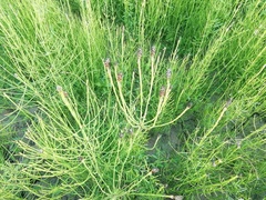 Equisetum palustre