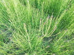 Equisetum palustre