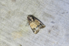 Bryolymnia biformata