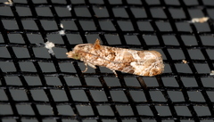 Lobesia physophora