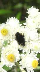 Hippodamia moesta moesta