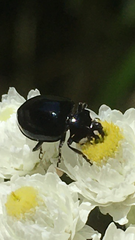 Hippodamia moesta moesta