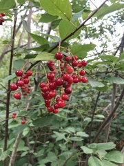 Prunus virginiana