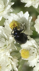 Hippodamia moesta moesta