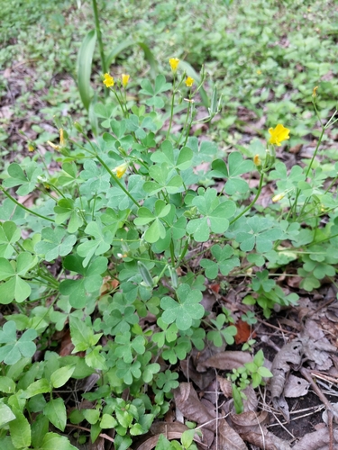 Oxalis dillenii