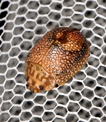 Paropsis omphale