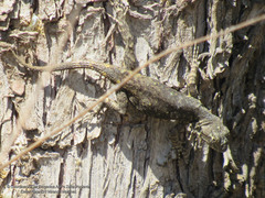 Sceloporus palaciosi