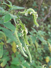 Heliotropium rufipilum