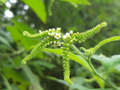 Heliotropium rufipilum