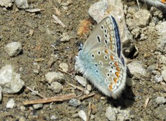 Polyommatus thersites