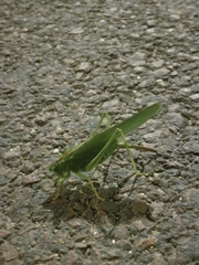 Tettigonia viridissima