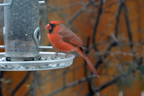 Northern Cardinal photographed in Colorado