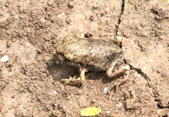 Scaphiopodidae