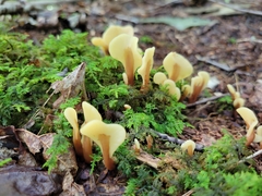 Spathulariopsis velutipes