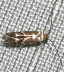 Cameraria bethunella