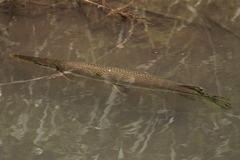 Lepisosteus platostomus