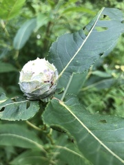 Rabdophaga strobiloides