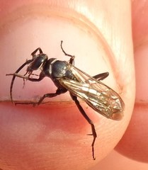 Agenioideus