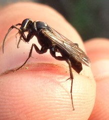 Agenioideus