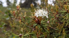 Rhododendron tomentosum