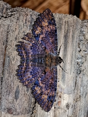 Feigeria claricostata