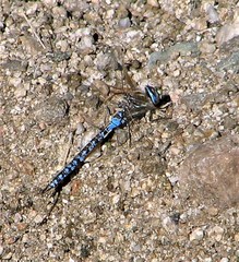 Rhionaeschna variegata
