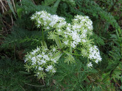 Anisotome haastii