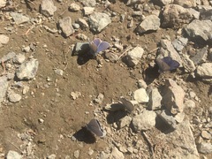 Plebejus anna