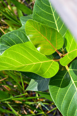 Ficus benghalensis image