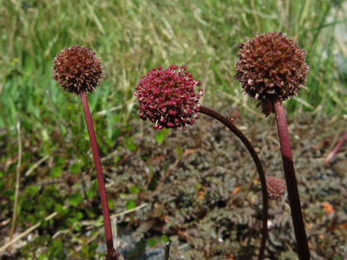 Acaena saccaticupula (Acaena saccaticupula)