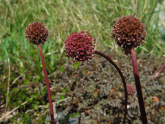Acaena saccaticupula