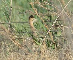 Rhynchotus rufescens